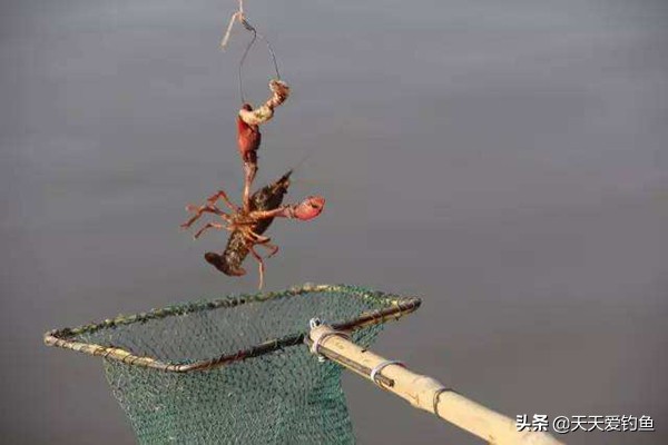 小龙虾垂钓怎么钓视频教学,小龙虾的钓鱼技巧图解