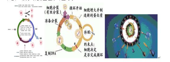 抗肿瘤药，直接影响DNA结构和功能的药物