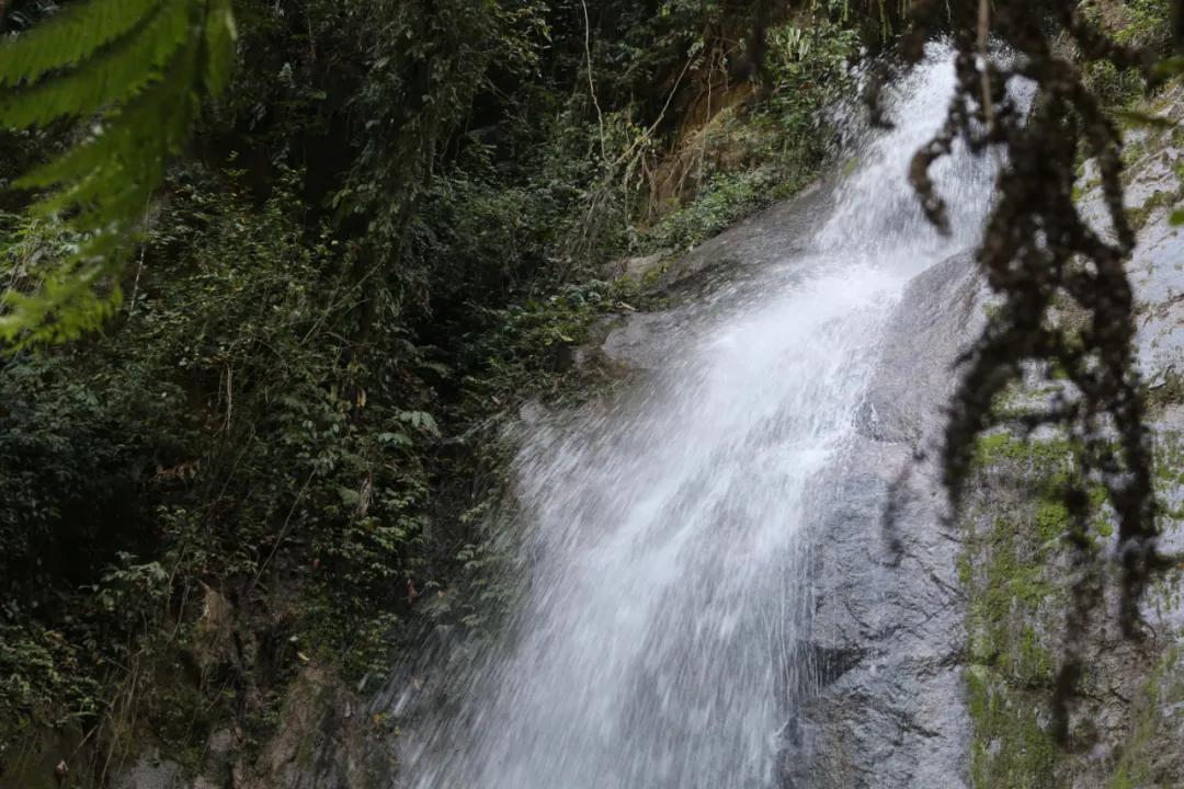 腾冲到樱花谷旅游攻略,腾冲樱花谷一月