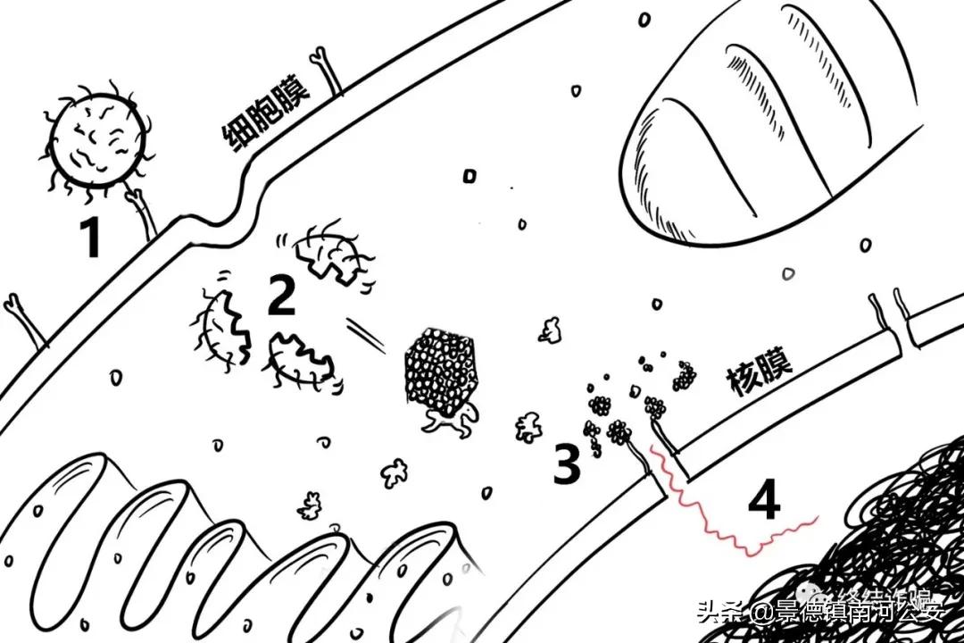 科普病毒真实情况,科学家研究病毒科普小知识
