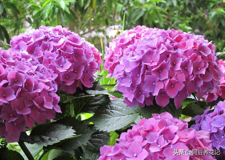 绣球花无尽夏地栽,绣球无尽夏花朵垂头了怎么办