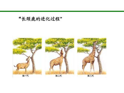 生物进化论存在的三种疑点,生物进化论中的未解之谜