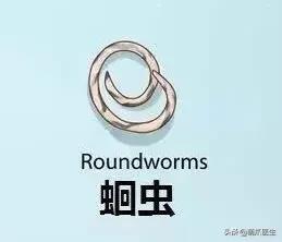 猫从来不出门要洗澡吗,猫从来不出门会感染绦虫嘛