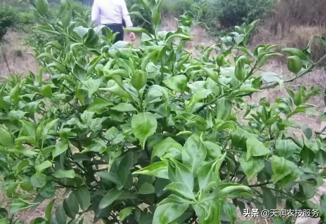 草铵膦跟草甘膦哪个除野草效果好,草甘膦和草铵膦灭大树哪个效果好