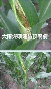 你家的玉米烂心吗？病害还是虫害？发病规律是什么？如何防治？