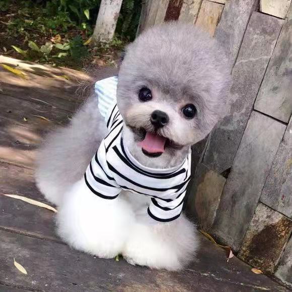 帮你选靠谱宠物猫,茶杯泰迪和超小体泰迪哪个好