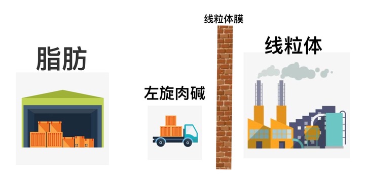 左旋肉碱咖啡对减脂有效果么,左旋肉碱的正确吃法健身减脂