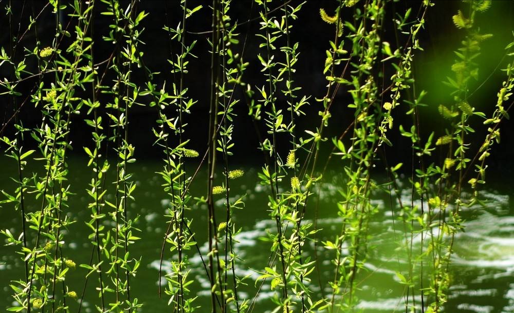 咏柳是曾巩写的还是贺知章写的,贺知章咏柳和曾巩咏柳的异同