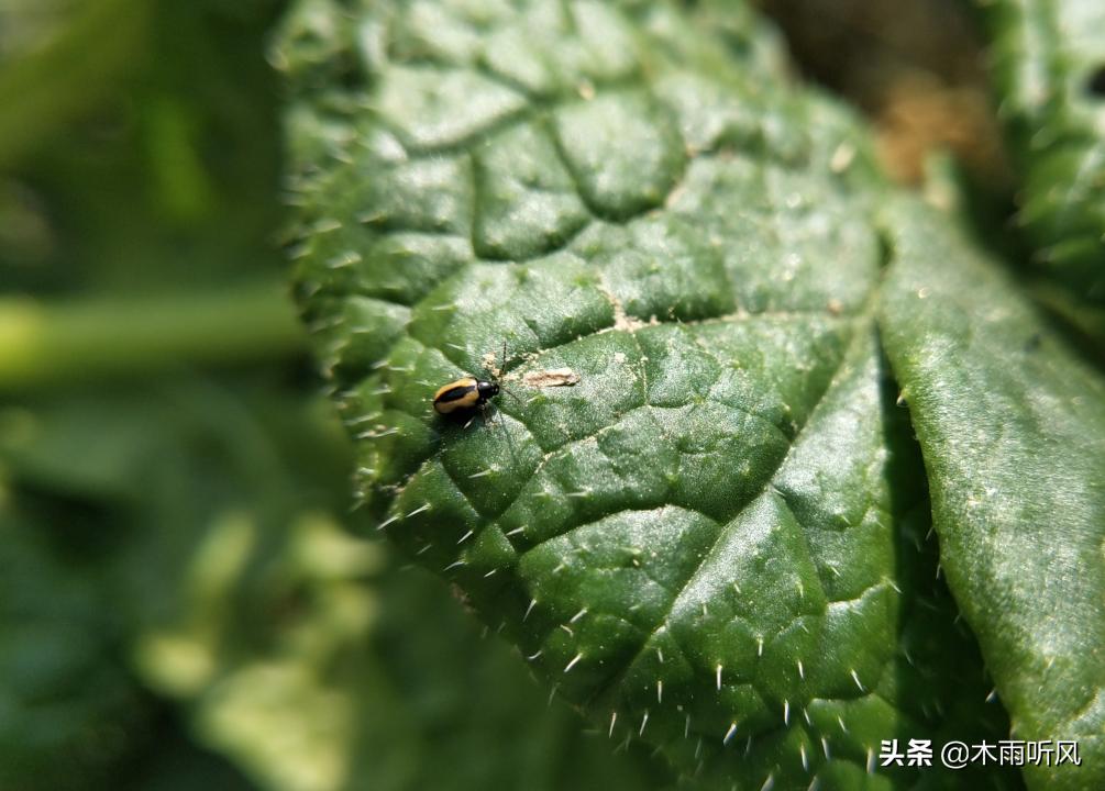 油菜黑腐病,用什么药效果好?如何防止?