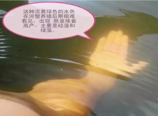 河蟹养殖现状和前景,河蟹养殖技术高产的要点有哪些