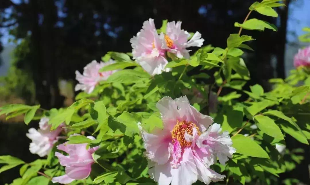 中国“林海”，你可能还不知道，这是一个低调很久了高颜值县城！