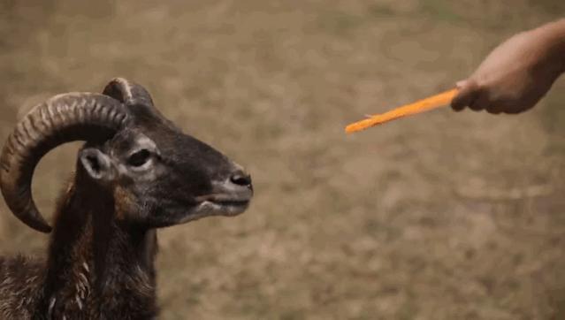 去南京金牛湖野生动物王国堵车吗,南京金牛湖野生动物王国最新活动