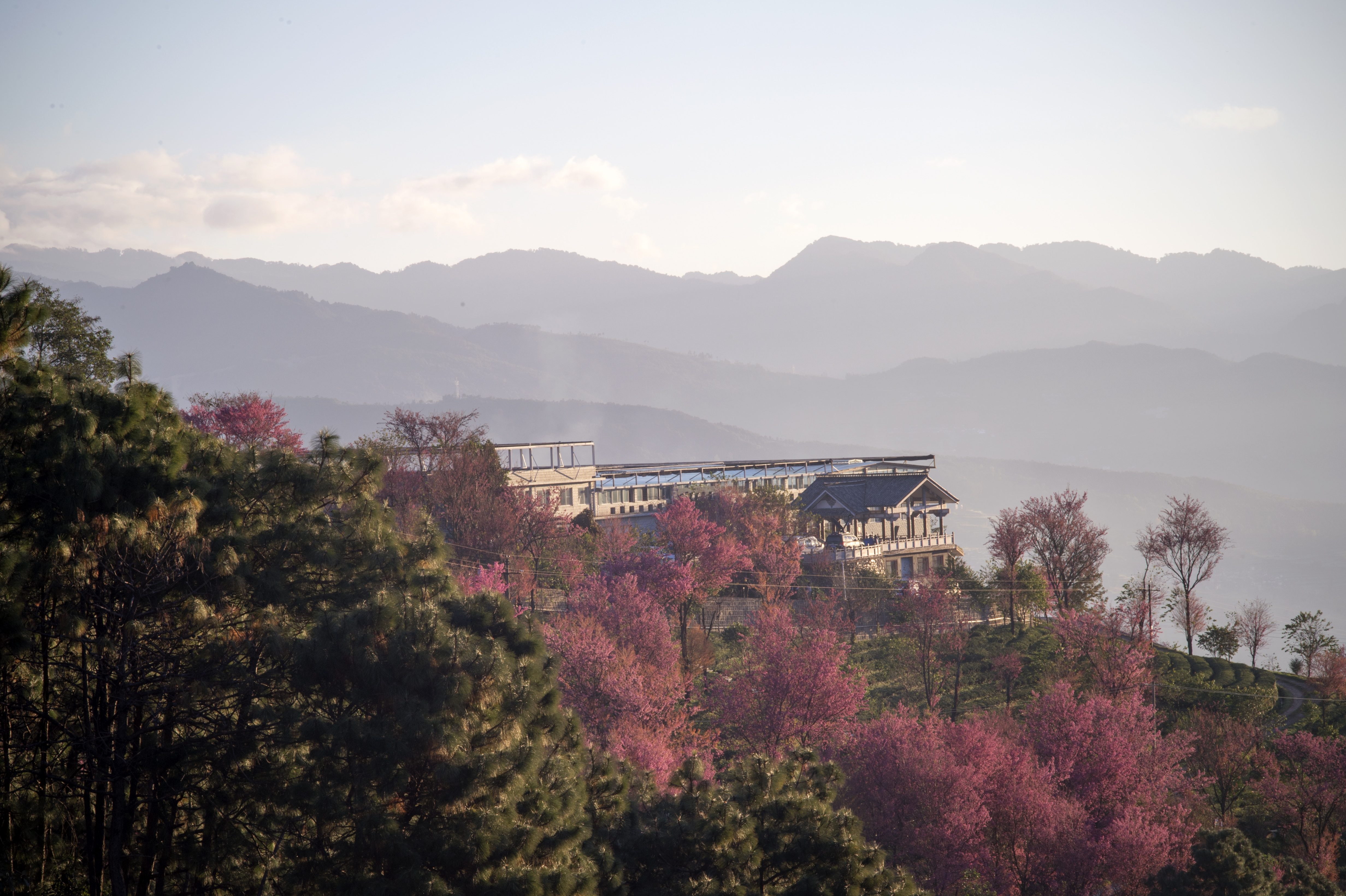 2023腾冲看银杏最佳时间,腾冲看银杏树旅游攻略