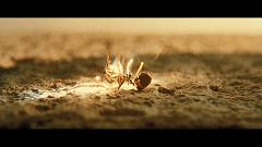 《西西里的美丽传说》：一部包裹着情色片外衣的影史经典之作