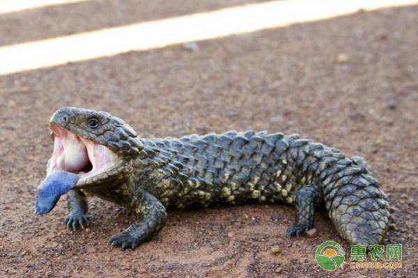 新手养蜥蜴选哪种蜥蜴好呢,三角蜥蜴的生活习性和特异功能