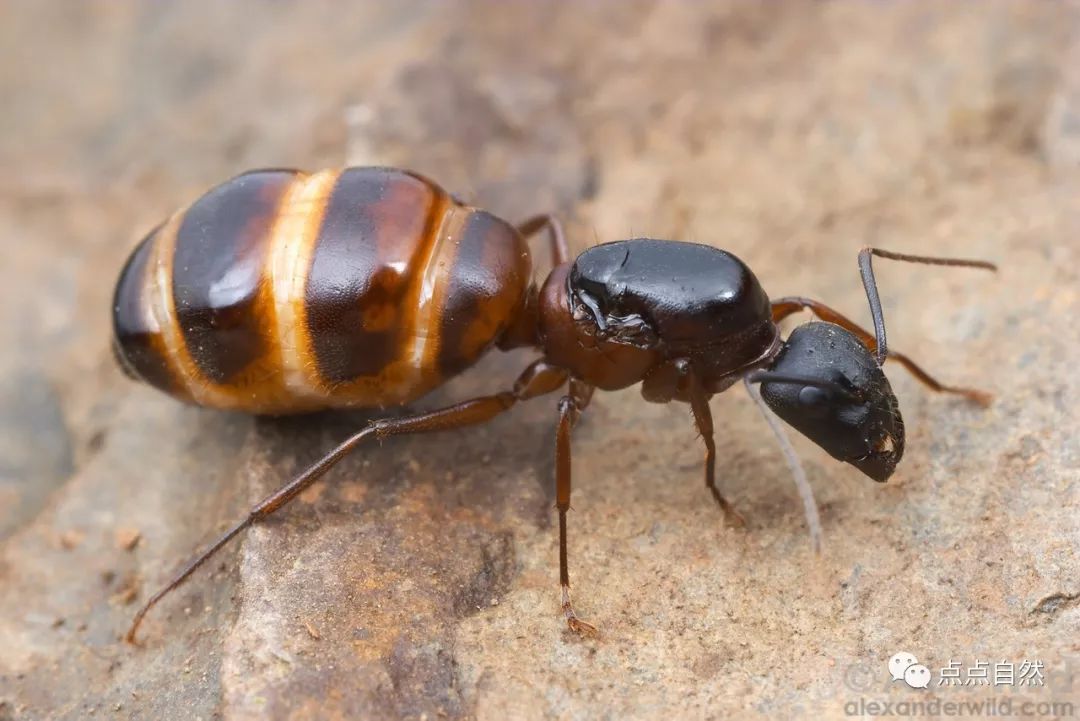 宠物蚂蚁基础知识,宠物蚂蚁怎么养新手教程