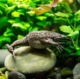 全球首个自我复制的活体机器人,全球首个活体机器人诞生了