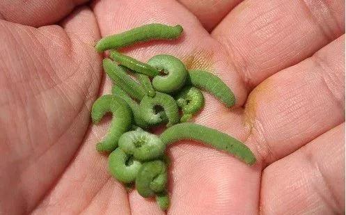 经典植物动物科普,常见植物对应的动物