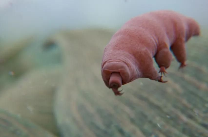 海象为何集体跳下悬崖全过程,海象集体坠崖有改善吗