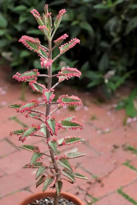 绿萝都养不活还能养什么花,好养活的懒人花绿萝