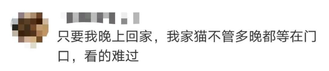 “因为一句话，我家猫在监控前守了一夜，彻夜未眠”