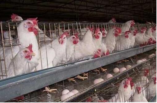 养好蛋禽技巧,蛋鸡养殖技术与管理