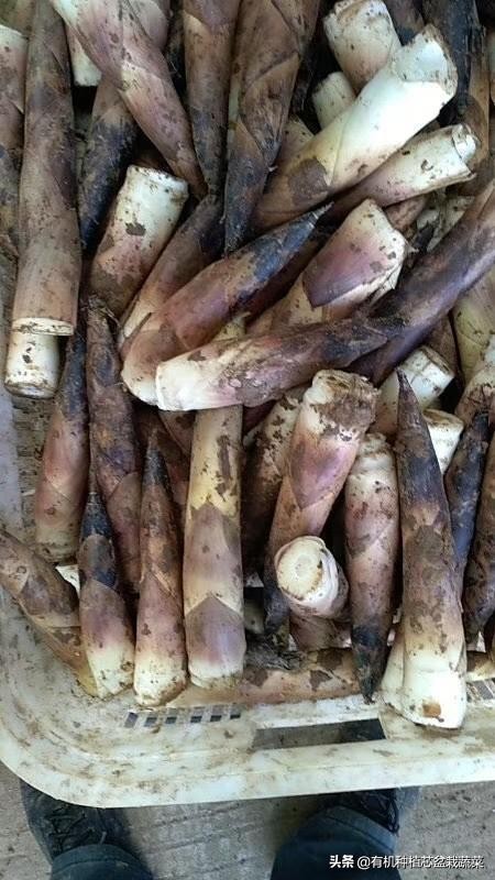 古今名人谈吃笋,挖掘春笋美食文化、打造特色主题餐厅