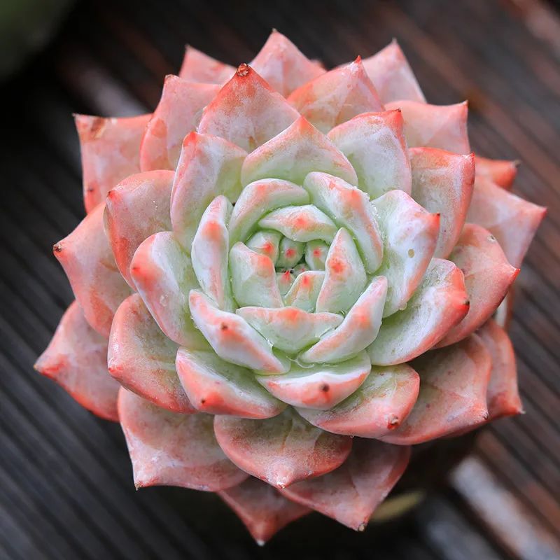 有暗纹的多肉有哪些,暗纹系多肉有哪些