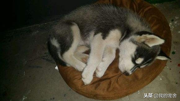 小狗有点拉肚子该怎么办,小狗有点受凉拉稀怎么办