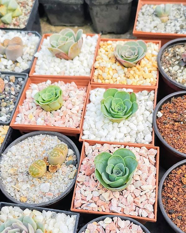 养多肉小球玫瑰的高盆,多肉可爱玫瑰夏季如何养