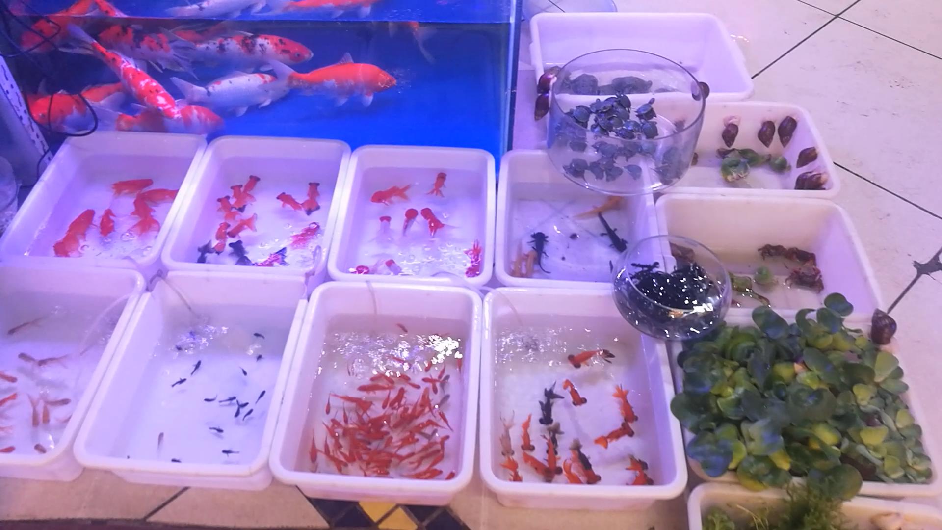 北京官园鱼市观赏鱼,在北京买观赏鱼还有夜市吗