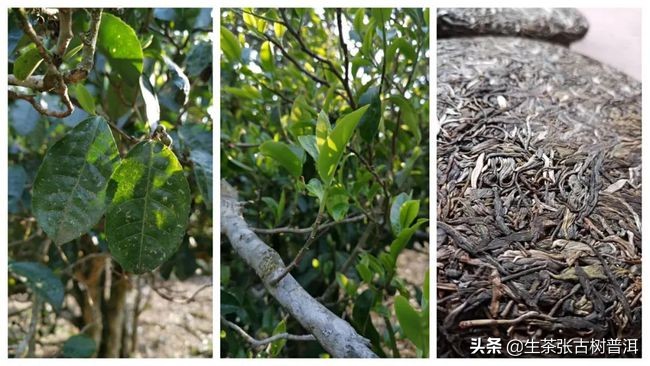 勐海普洱茶六大茶山,普洱茶新六大茶山有哪些