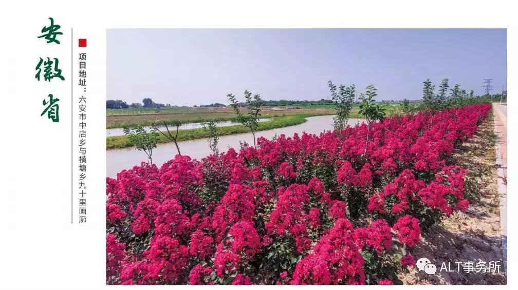 天鹅绒紫薇花烂漫,花争艳