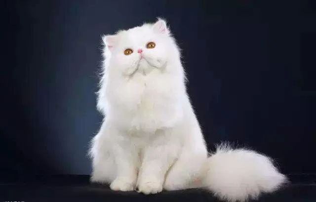 天气热如何预防猫中暑,怎么判断猫中暑很严重