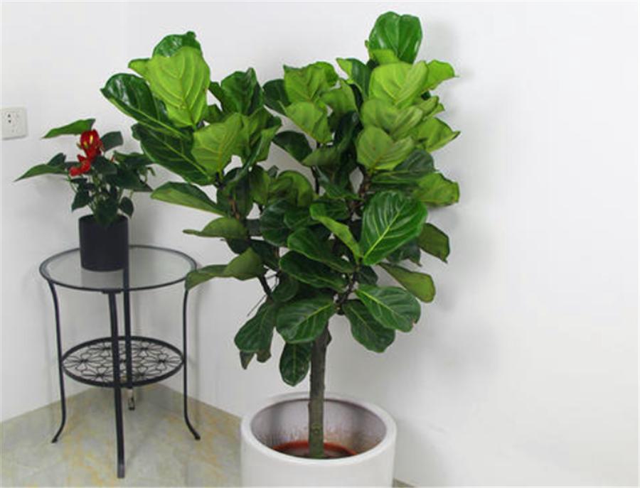 琴叶榕怎么打顶分枝,琴叶榕长多高砍头最好