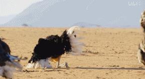 9.9恋爱游戏,9.9分恋爱番