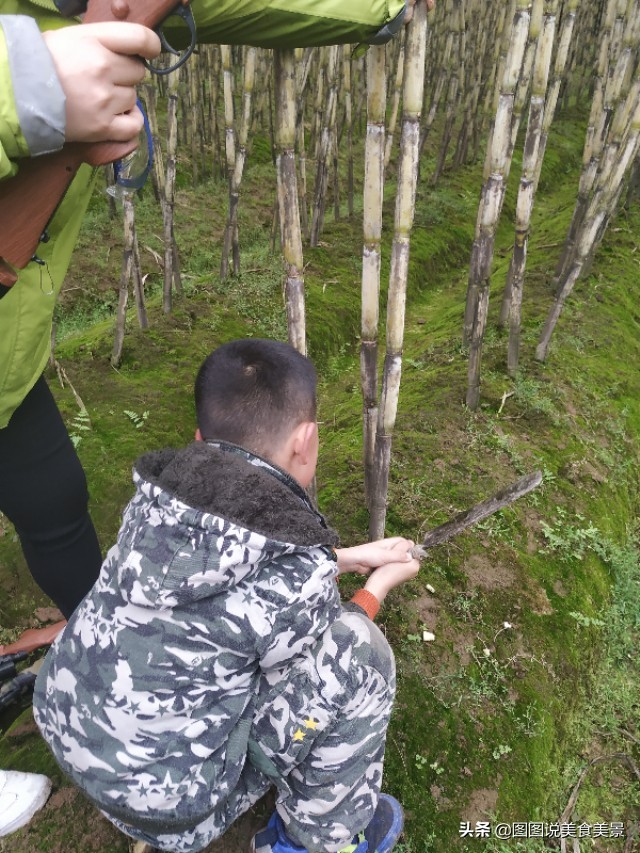 重庆江津中坝岛正宗甘蔗红糖,甘蔗中坝岛视频