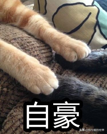 猫猫为什么总把脚放我脸上,为什么猫猫喜欢把头埋在臂弯