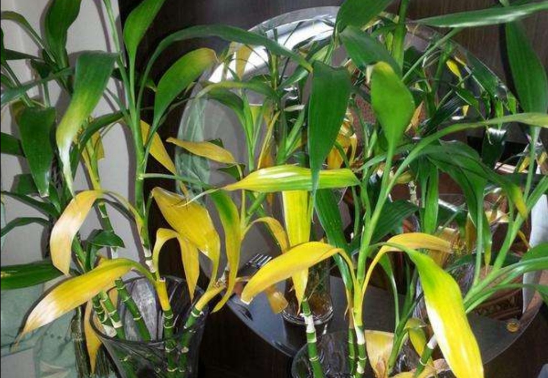 水培富贵竹黄叶什么原因,水培富贵竹总黄叶什么原因