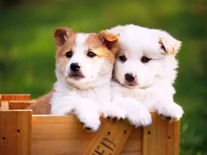 狗狗会得糖尿病吗？有哪些表现，需要怎么治疗？