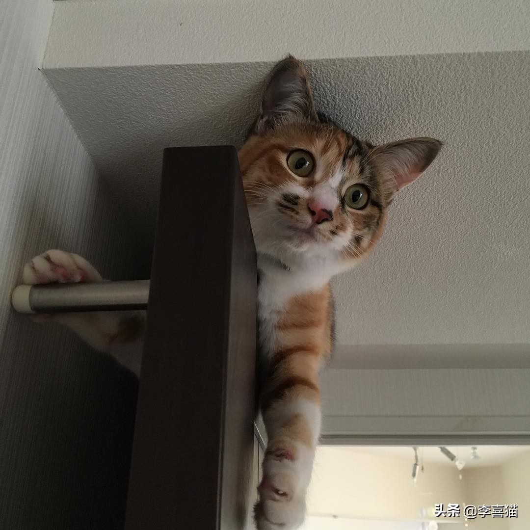 为什么铲屎官在家猫咪会一直睡觉,铲屎官最担心猫咪的几件事