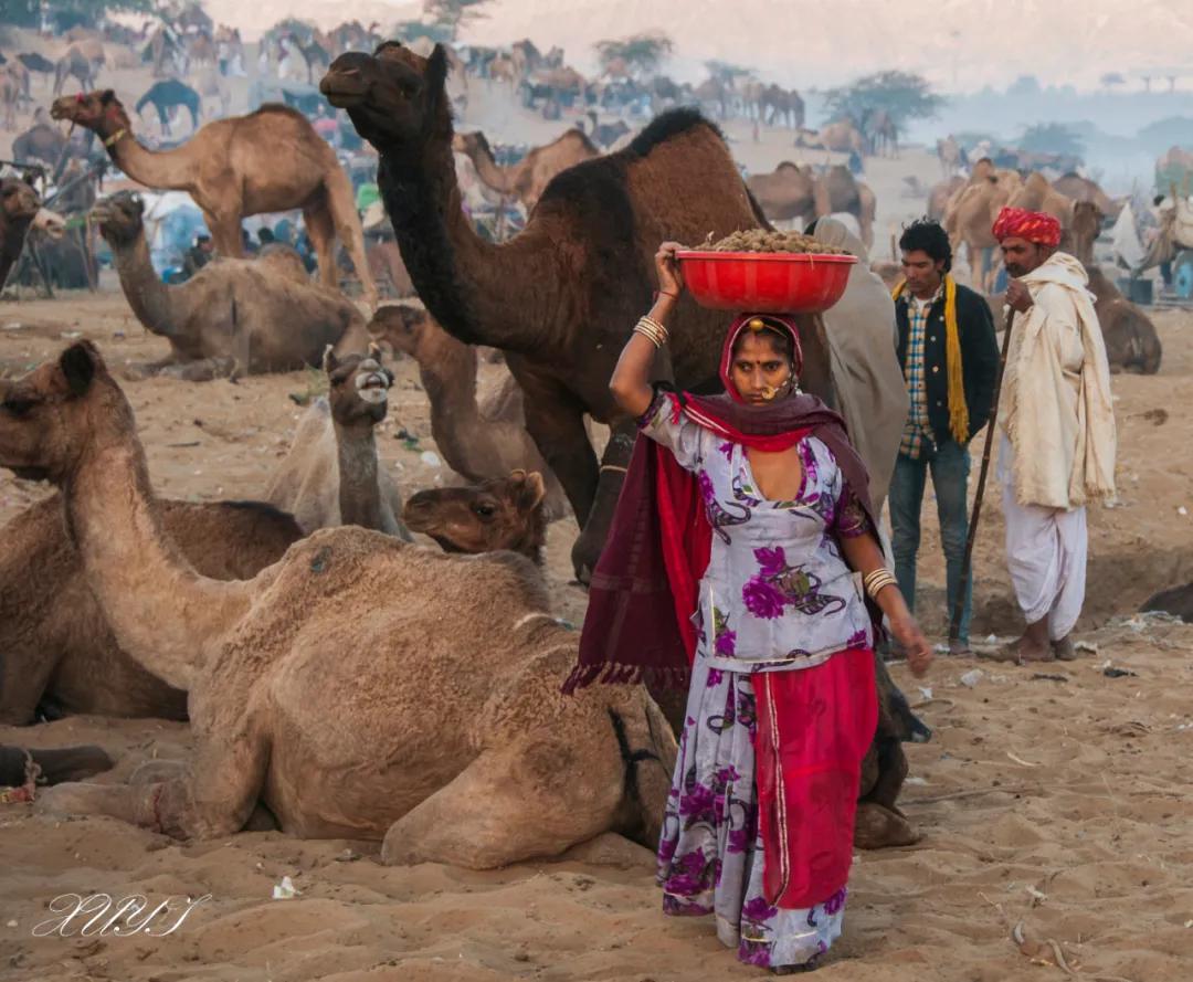 津门网徐屹：印度骆驼节上的人们（上）