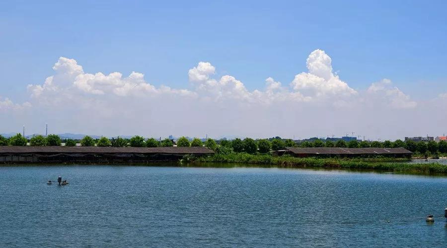 清理虾塘垃圾妙招,怎么清除虾塘里的小杂鱼