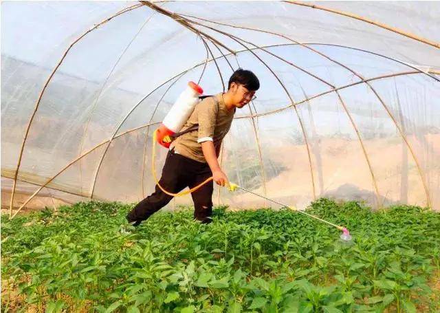 难缠的辣椒炭疽病，最全讲解在这里