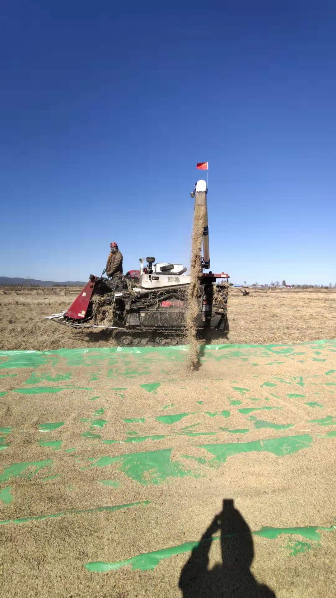 五常大米属于什么米种,五常大米怎么煮最好