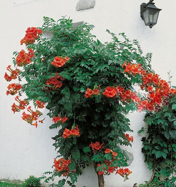 院子里可以种的爬藤花卉都有什么,10种爬藤花卉