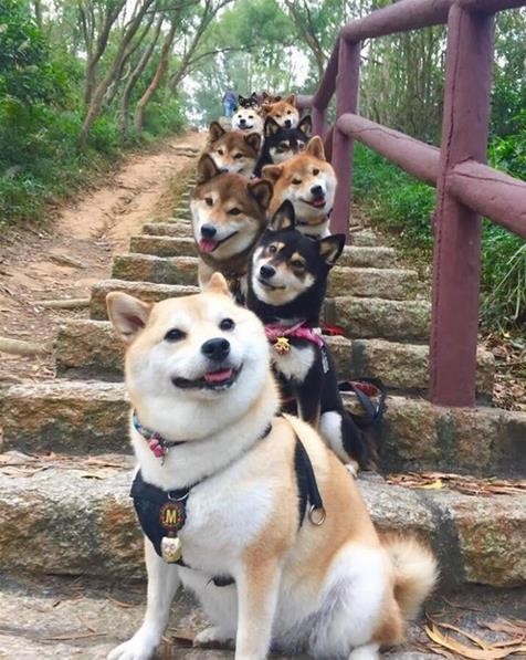 柴犬不让人碰它的脚怎么办,柴犬不让摸腿摸还咬人怎么回事