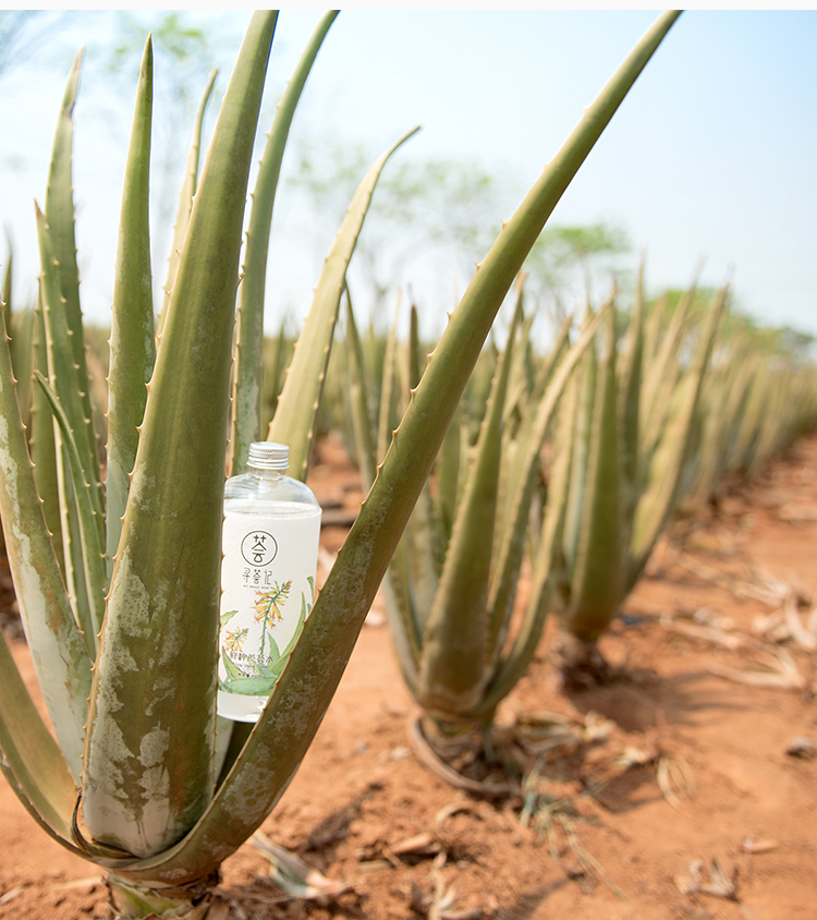 芦荟国货,芦荟护肤哪些值得信赖