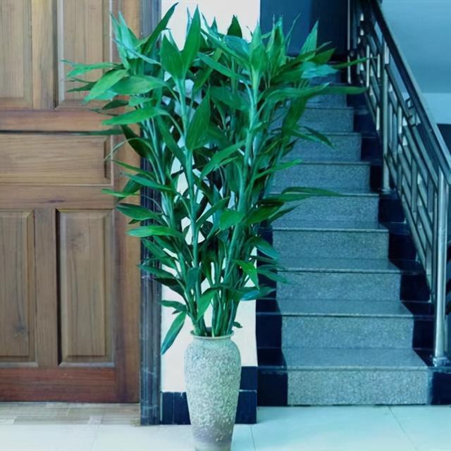 寓意财旺的花,十大吉祥花开图片