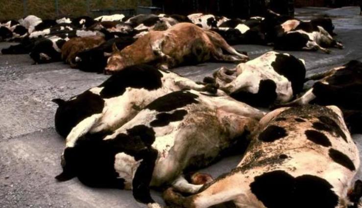 疯牛病牛吃牛骨饲料,牛吃了牛骨饲料会得疯牛病吗